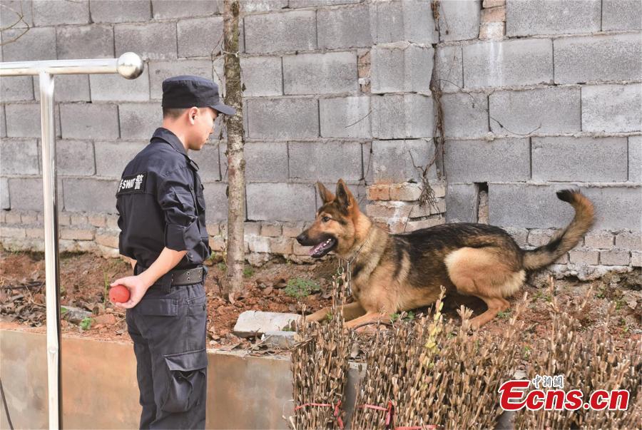 Police dogs receive training in Central China