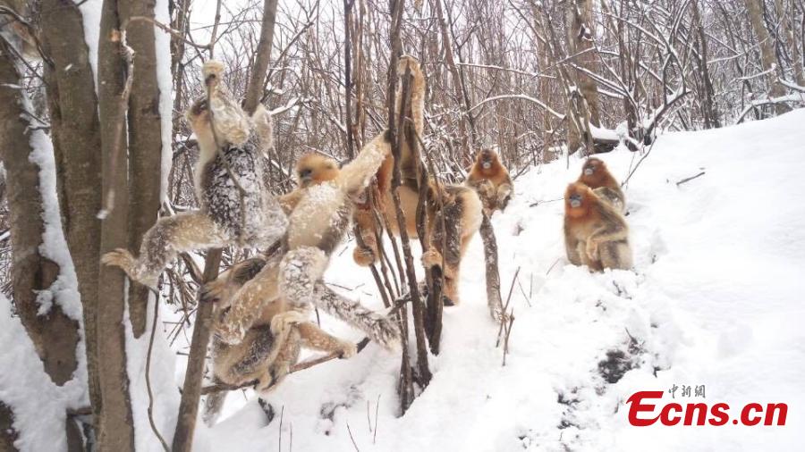 Golden monkeys have fun in snow