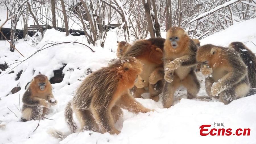 Golden monkeys have fun in snow