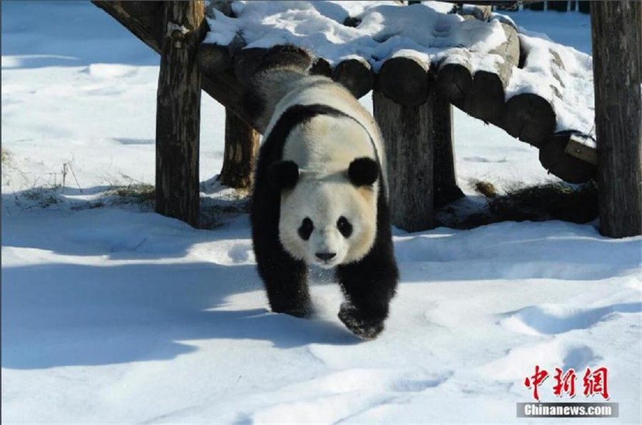 New home, new scenery: Giant pandas' first winter in NE China