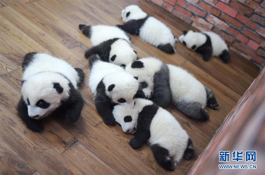 China's giant pandas: Internet sweetheart of 2016