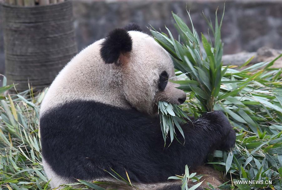 Nursing home for aged pandas in Sichuan