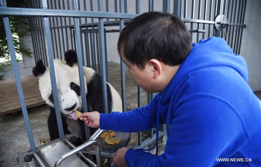 Nursing home for aged pandas in Sichuan