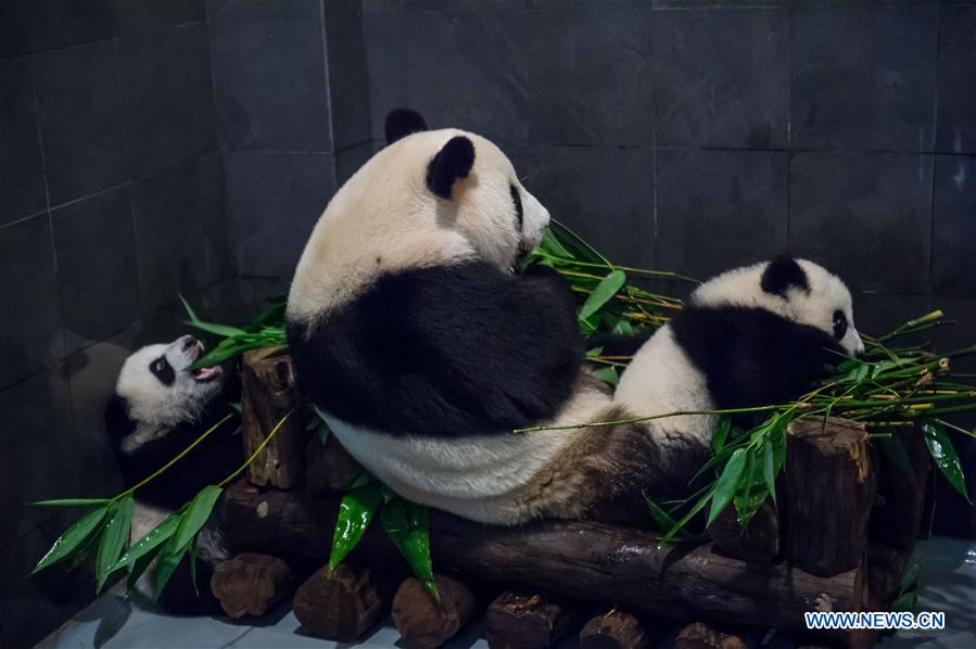 Panda family to meet public in Macao during Spring Festival