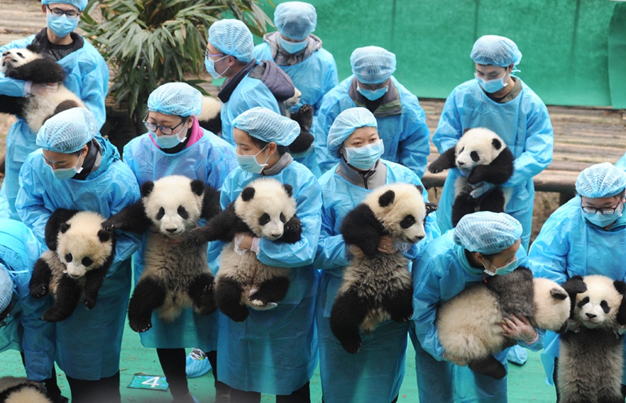 23 giant panda cubs send Lunar New Year wishes in SW China