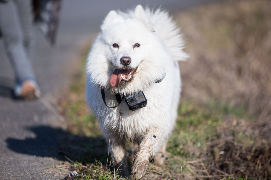  Unveiling the Fascinating Pet Characteristics: A Comprehensive Guide to Understanding Your Furry Friends