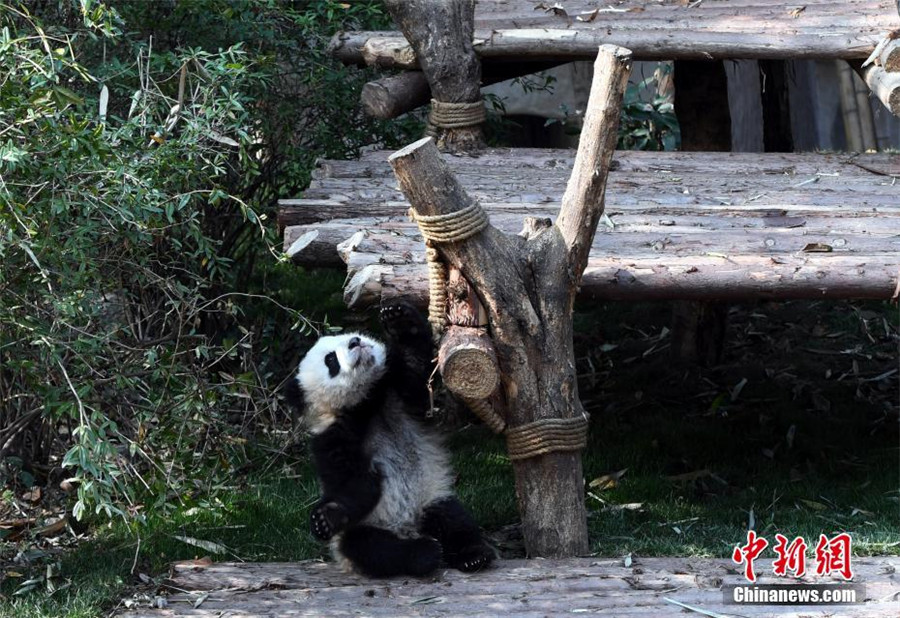 Panda cub dubbed 'the most needy' after video goes viral