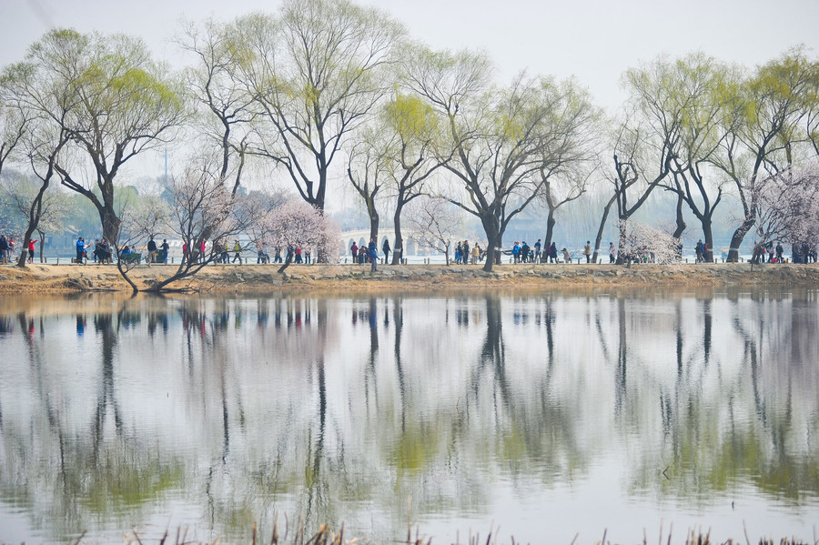 Beijing in bloom: A sea of flowers in spring