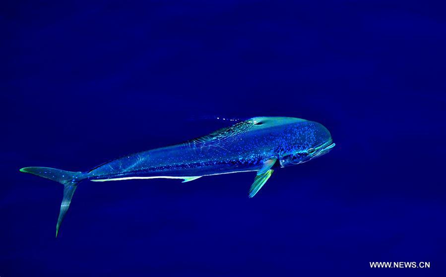 Dolphinfishes photographed in IODP expedition to South China Sea