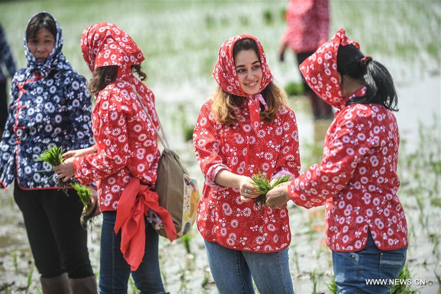 Foreign students experience transplanting rice seedlings in NE China
