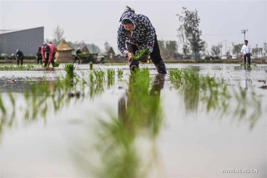 Foreign students experience transplanting rice seedlings in NE China