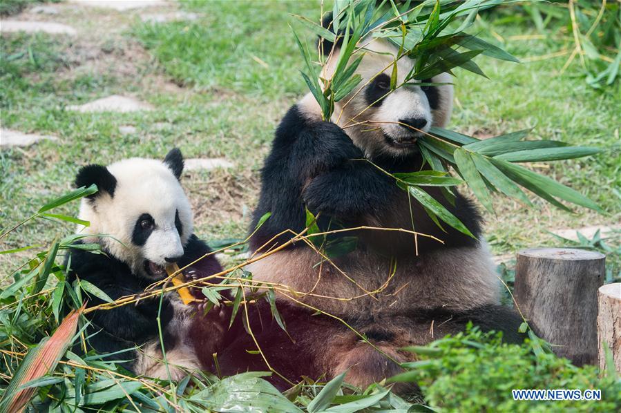 Twin panda cubs celebrate upcoming first birthday in Macao