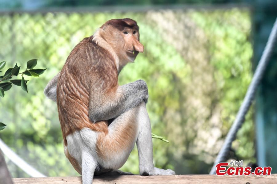 China imports long-nosed monkey from Indonesia