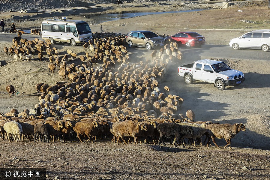 On the move: Kazak herdsmen head to winter pastures