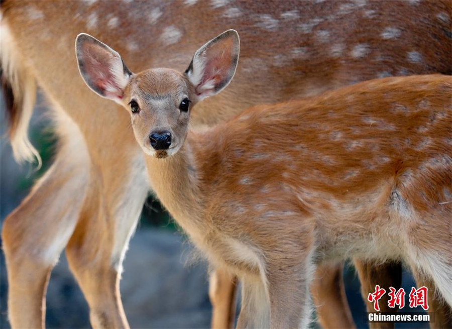 Sika deer to go on public display in Beijing's Palace Museum