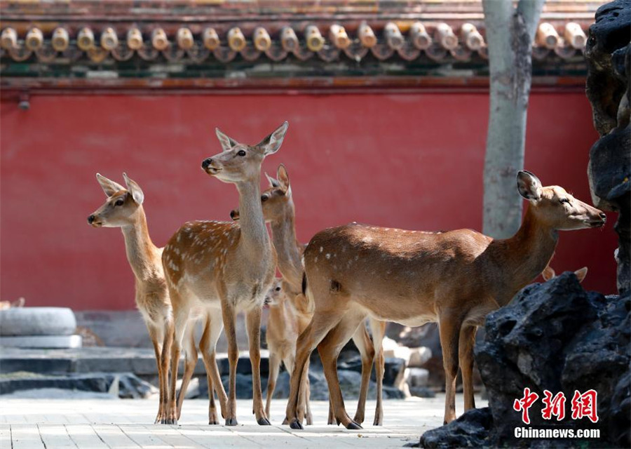 Sika deer to go on public display in Beijing's Palace Museum
