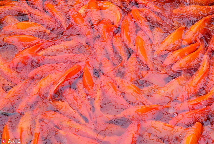 Farmers 'draw' love to motherland with red carps in river