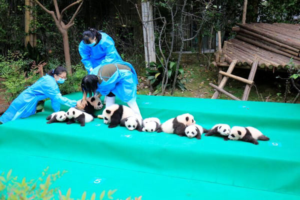 63 giant pandas born in captivity in 2017 - USA - Chinadaily.com.cn