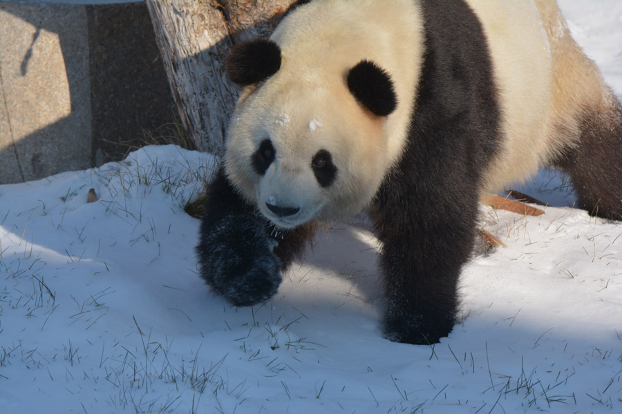 Two giant pandas enjoy first snow of winter