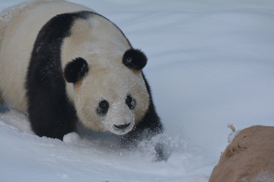 Two giant pandas enjoy first snow of winter