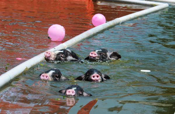 When pigs ... swim?