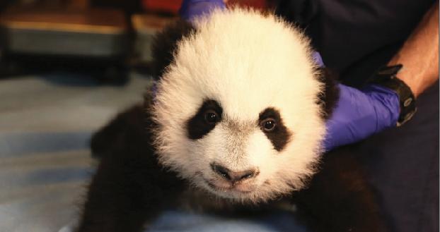 Xi entertains Northwest panda push