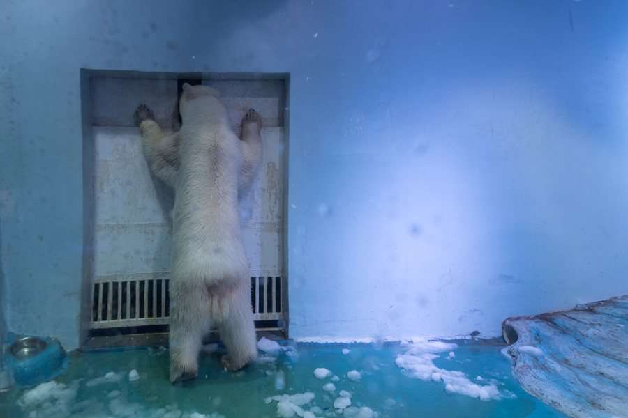 'World's saddest polar bear' exhibited in Chinese shopping mall