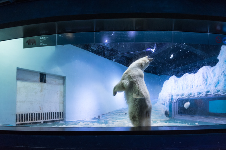 'World's saddest polar bear' exhibited in Chinese shopping mall