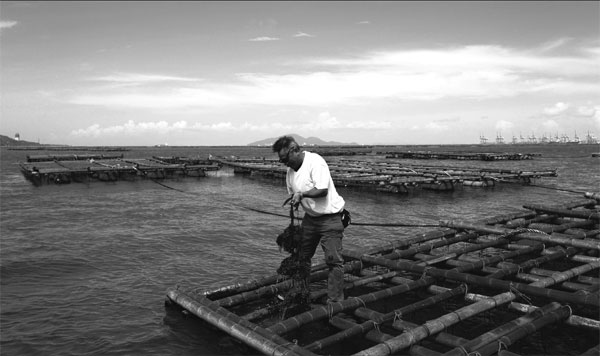 Saving oysters from disaster