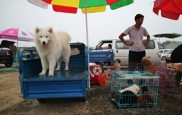 No place for dogs in new look Tongzhou