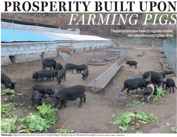 Prosperity built upon farming pigs