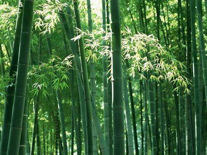 Chinese bamboo culture