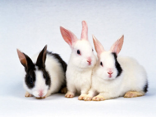 Rabbits enjoy fame in Lunar New Year