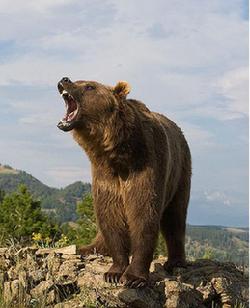 Bear - the 'senior' mascot of China