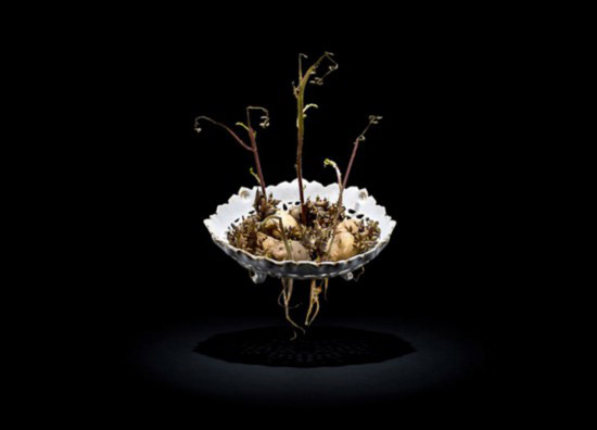 Photography of decayed food