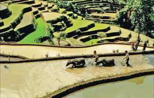 World Heritage: China's Hani Terraces