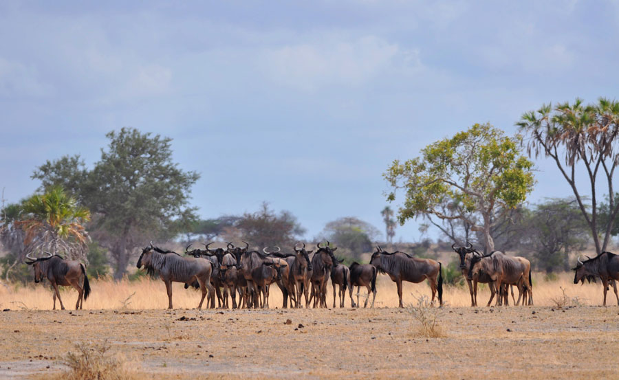 Photos: Living among lions(1)