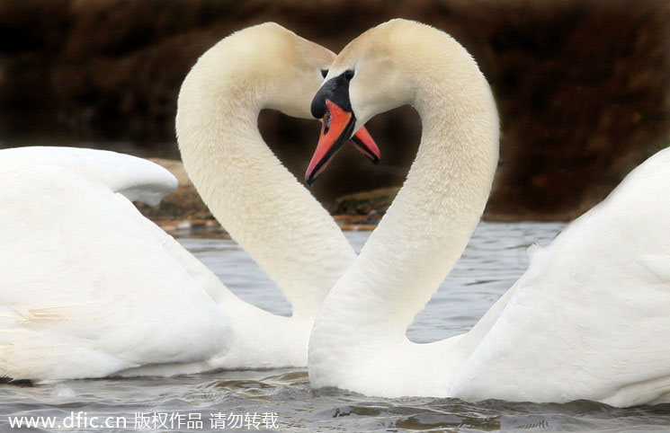 Valentine's Day of animals