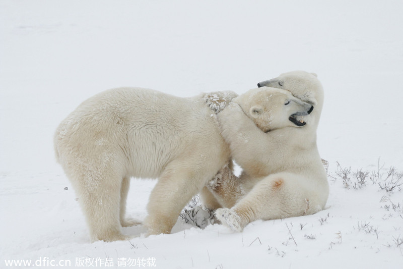 Valentine's Day of animals