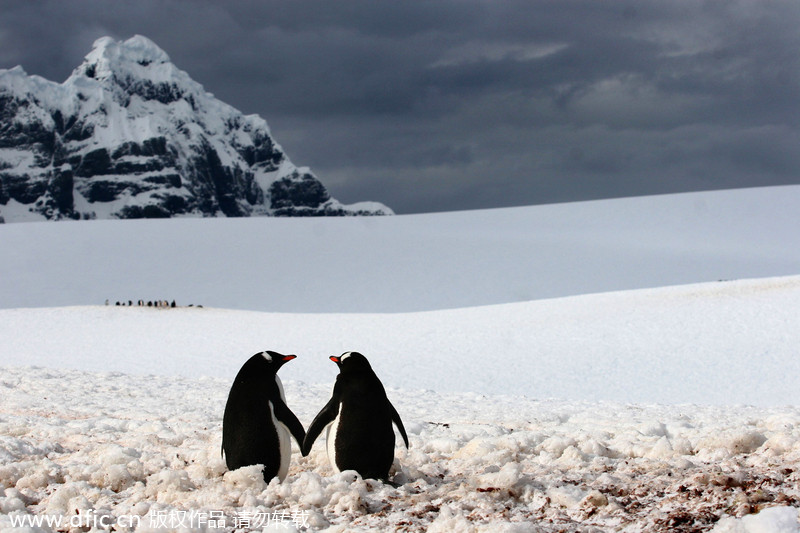 Valentine's Day of animals