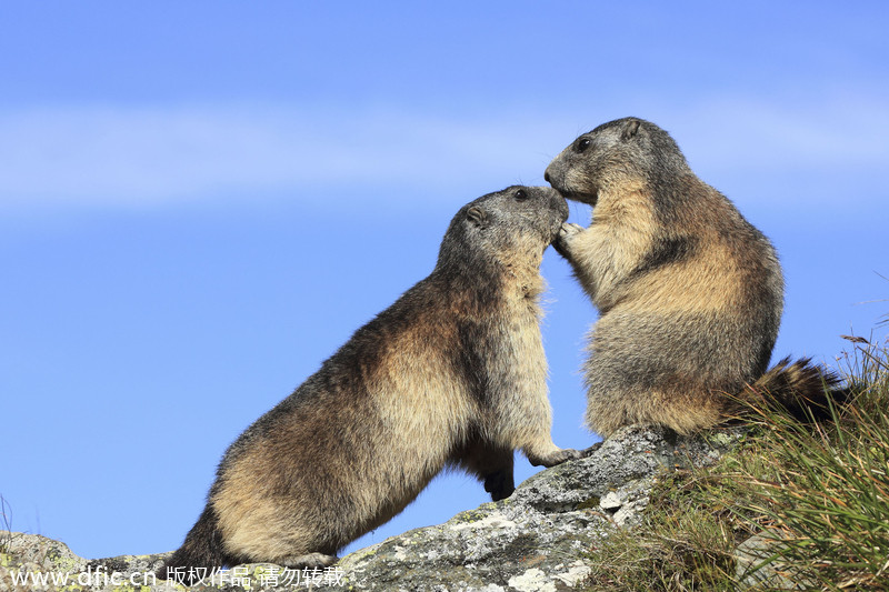 Valentine's Day of animals