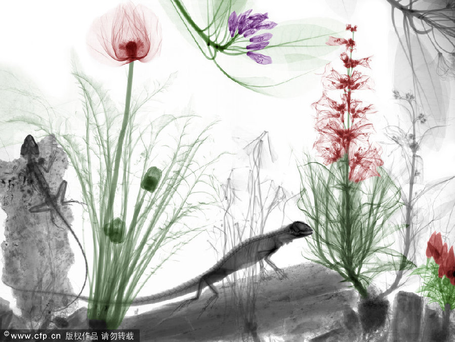 X-ray art mimics Chinese ink paintings