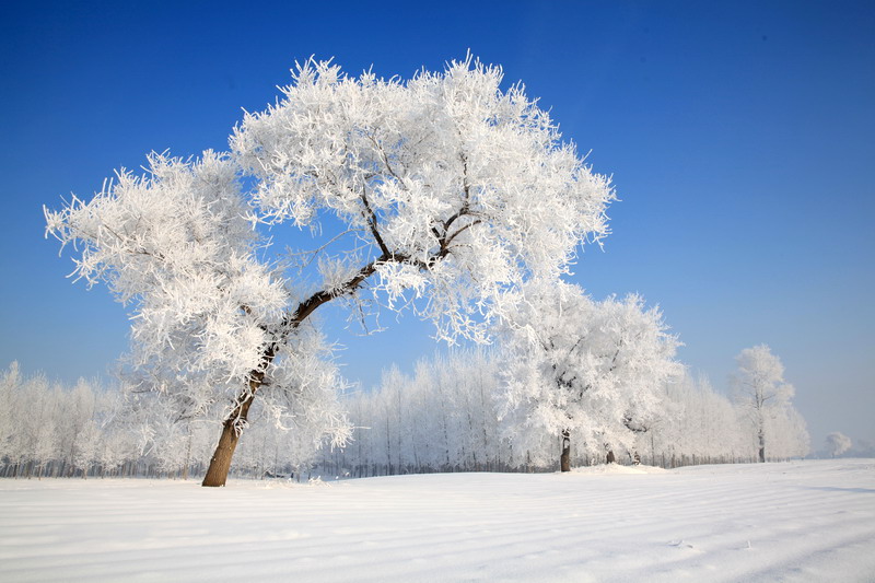 Culture Insider: 8 things you may not know about Start of Winter