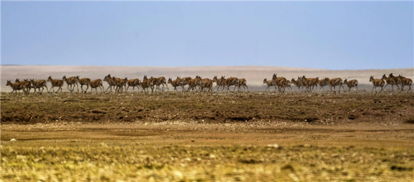 Heritage status sought for antelope habitat