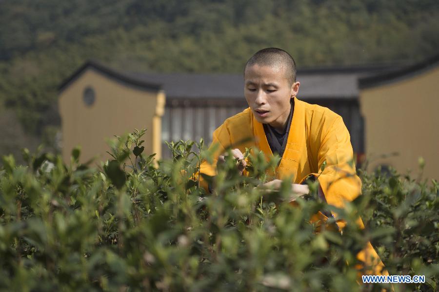 Monks begin to pick Fajing zen tea in Hangzhou