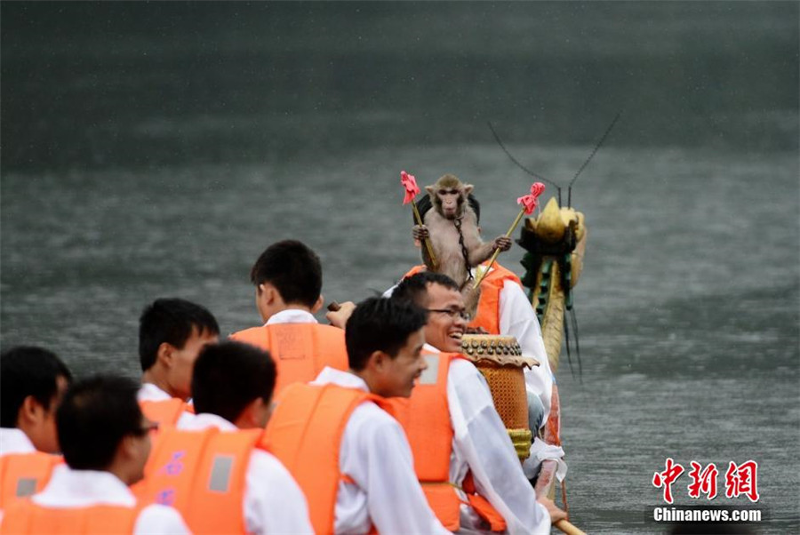 Monkey drummers bring fun to dragon boat race