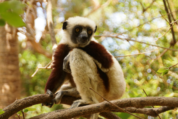 A new Chinese release about Madagascar is more than a travel guide