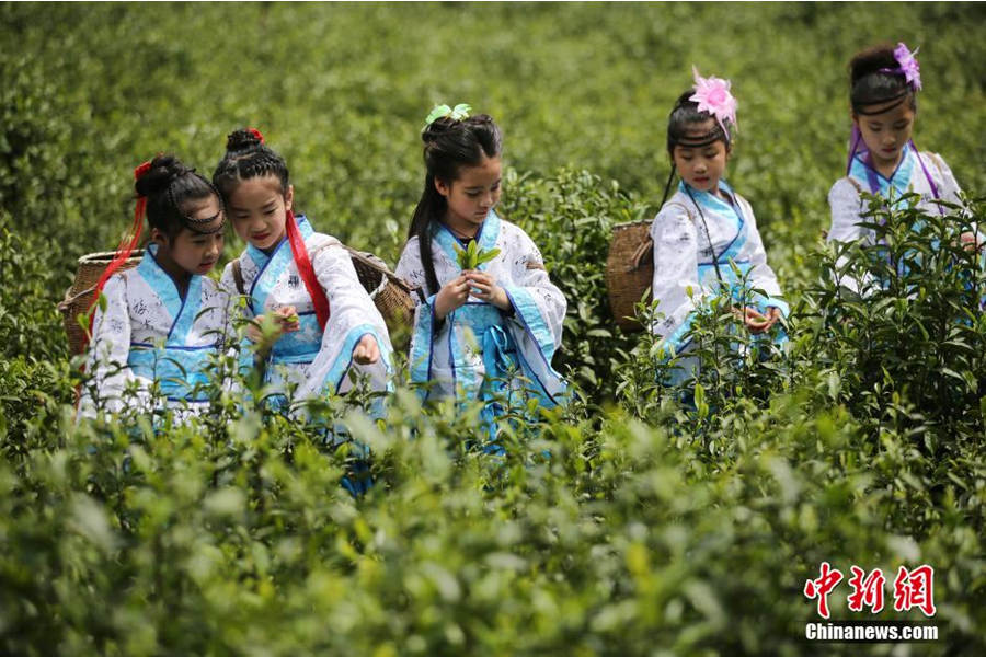 Chinese, foreigners pick tea leaves in ancient costumes