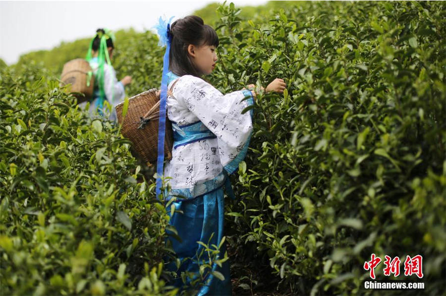 Chinese, foreigners pick tea leaves in ancient costumes