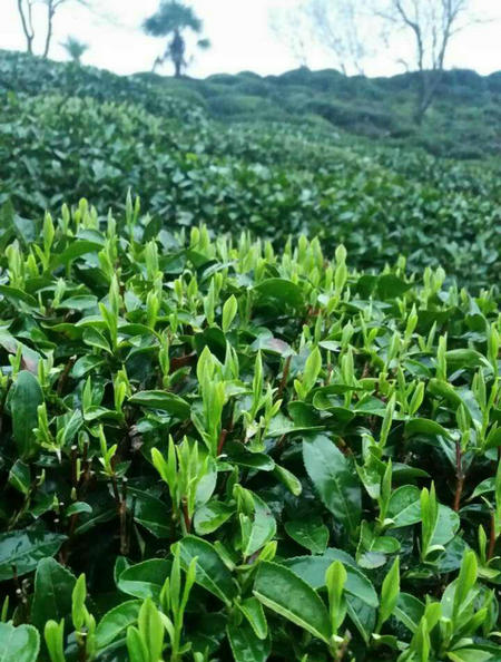 Top 10 tea brands of Hangzhou